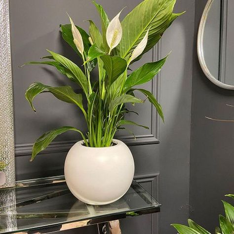 Peace Lillies, Companion Planting Vegetables, Small House Garden, Herb Containers, Container Vegetables, Herb Garden Design, Vertical Garden Diy, Plant Table, Houseplants Indoor