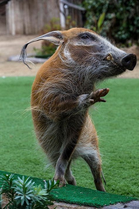 Red River Hog, San Diego Zoo Safari Park, Wild Pig, Exotic Animals, Awesome Animals, Safari Park, San Diego Zoo, Unusual Animals, Rare Animals