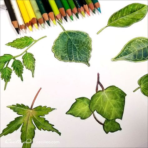 Coloring Leaves, Leaf Clothing, Art Facts, Watercolor Pencils Techniques, How To Watercolor, Different Leaves, Flowers Watercolour, Watercolor Pencil Art, Pencil Inspiration