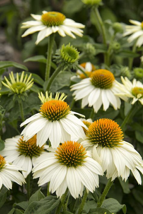 White Echinacea, White Coneflower, Monrovia Plants, Habitat Garden, Plant Catalogs, Echinacea Purpurea, Border Plants, Herbaceous Perennials, White Swan