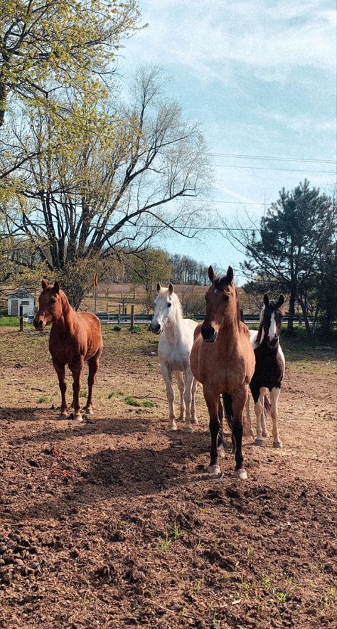 Herd Of Horses, Horse Herd, Buckskin Horse, Ranch Horse, Horse Breeder, Riding Quotes, Horse Aesthetic, Ginger Cat, Lake Cottage