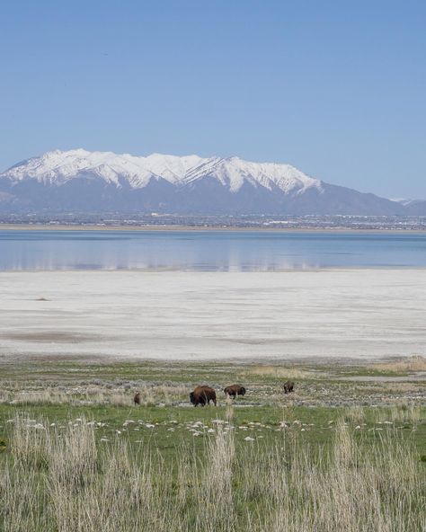 Views from Antelope Island State Park. Just 1.5 hours from Salt Lake City, this 28,000-acre park offers stunning scenery, wildlife, and a lot more to explore. We explored scenic trails and viewpoints and even ran into some buffalo friends along the way. #wheregoesnae #antelopeisland #visitutah #thegreatoutdoors #diversifyoutdoors #greatsaltlake Antelope Island Utah, Antelope Island, Visit Utah, Stunning Scenery, 5 Hours, Salt Lake City, Lake City, State Park, The Great Outdoors