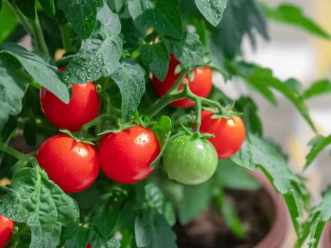 Patio Tomatoes, Pruning Tomato Plants, Tomatoes Growing, Tomato Pruning, Pollinating Flowers, Growing Vegetables In Pots, Tomato Trellis, Growing Veggies, Plant Diseases