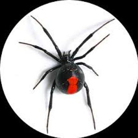 Red Black Spider, Australian Spider, Redback Spider, Spider Killer, Dangerous Spiders, Spider Fact, Spiders Repellent, Spider Species, Get Rid Of Spiders