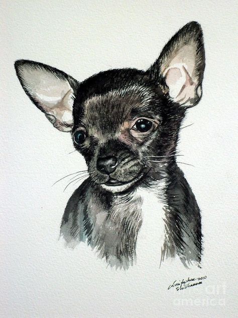 Chihuahua Black, Black Chihuahua, Chihuahua Art, Basic Dog Training, Scribble Art, Cute Chihuahua, Animal Painting, Watercolor Dog, Hand Painted Rocks