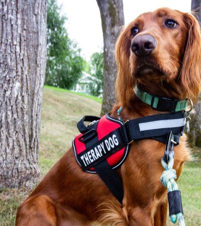 Therapy Dogs: Who They Are & What Do They Do - Tractive Dog Therapy, Esa Letter, Therapy Dog Training, Service Dogs Gear, Emotional Support Dog, Therapy Dog, Emotional Support Animal, Support Dog, Dog Blog