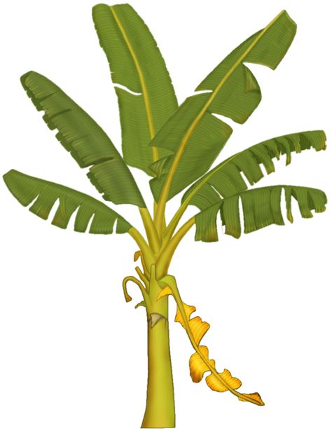 Banana Tree Drawing, Tree Leaves Drawing, Drawing Of Banana, Banana Tree Leaves, Clip Drawing, Coconut Core, Tree Clip Art, Designs Background, Leaves Drawing