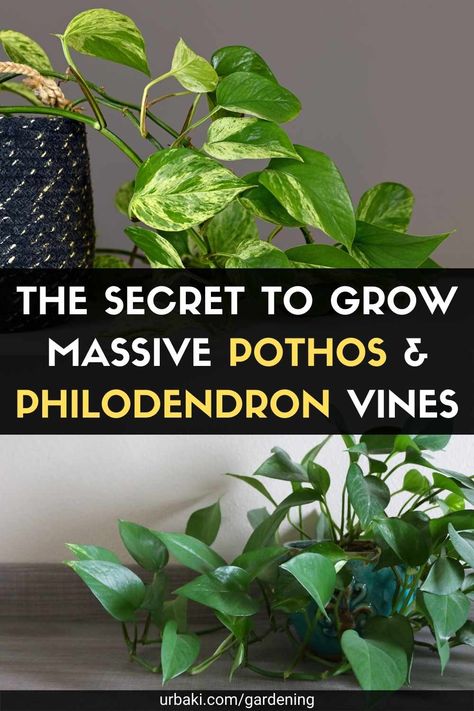 A care guide for pothos and philodendrons almost seems redundant because they are so easy to keep alive. Seriously, if you only water them when they start to look wilted, you'll have them for years. However, if you want to take better care of them so that they are as happy and healthy as possible, you have come to the right place. In this video from Planterina, she explains that she's often asked how she keeps her vine plants (pothos and philodendrons specifically) lush, full, long, and... Easy Vining Plants Indoor, How To Repot A Plant, Garden Ideas Beginner, Cozy Garden Ideas, Wedding Decorations Garden, Dieffenbachia Houseplant, Pothos In Water, Plants Pothos, Pothos Plant Care