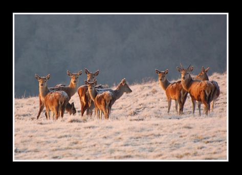 Oh deer...... | I was thrilled to see this wild herd of Red … | Flickr Herd Of Deer, Deer Painting, Red Deer, Oh Deer, Great Week, Great View, Somerset, Animal Drawings, This Morning