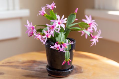 Cactus Propagation, Understory Plants, Christmas Cactus Care, Types Of Houseplants, Easter Cactus, Thanksgiving Cactus, Holiday Cactus, Cactus Care, Air Plants Care