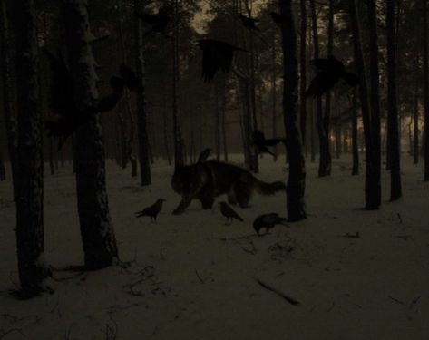 The Woods At Night, Woods At Night, Werewolf Aesthetic, Black Wolf, Dark Forest, In The Woods, A Group, Dark Aesthetic, At Night