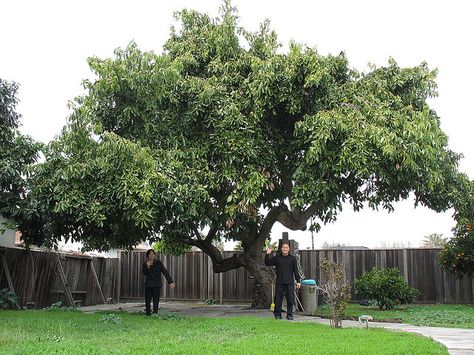 avocado tree pictures | Avocado Tree | Flickr - Photo Sharing! Avocado Trees, Aquaponics Fish, Aquaponics Diy, Grow Avocado, Avocado Tree, Live Oak Trees, Aquaponics System, Growing Grapes, Live Oak