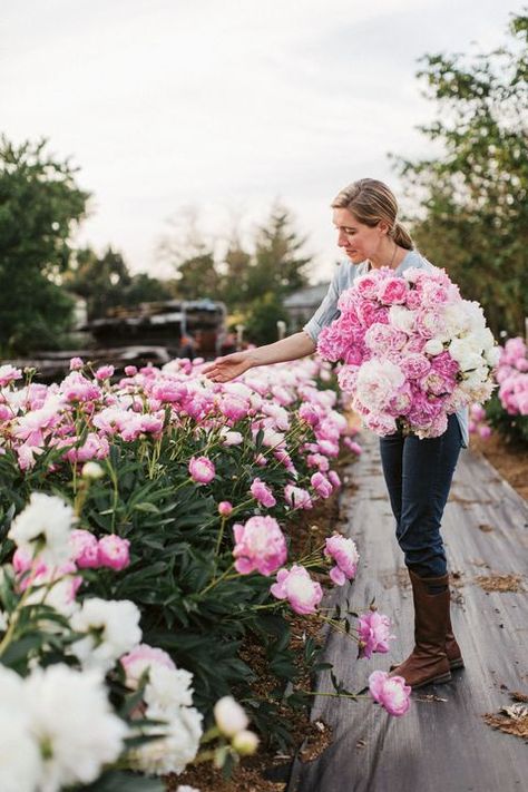 Landscaping Front Yards, Peony Garden, Front Yards, Cut Flower Garden, Peonies Garden, Pink Garden, Planting Roses, Trendy Flowers, Garden Edging