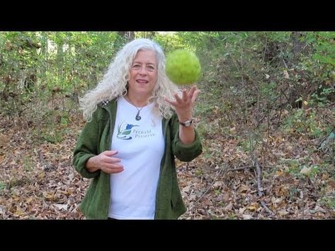 Aha Nature Moments: Osage Orange Hedge Apple - YouTube Hedge Apples, Green Fruit, The Leaf, Hedges, Bright Green, Apples, Fruit, In This Moment, Orange