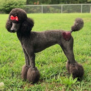 Medium Poodle, Standard Poodle Cuts, Standard Poodle Haircuts, Poodle Haircut Styles, Moyen Poodle, Dog Dye, Poodle Hair, Poodle Haircut, Dog Grooming Styles