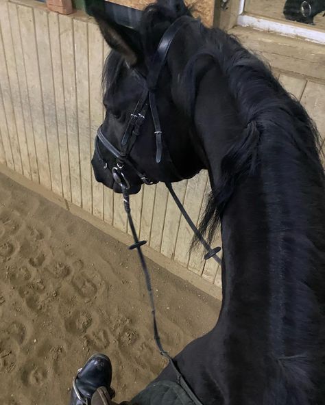 Horsey Life, Horse Riding Aesthetic, Horse Story, Equestrian Aesthetic, Horse Aesthetic, Black Horses, Wild Heart, Equestrian Life, Cute Horses