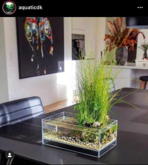 Stone Floor Bathroom, Green Wall Garden, Wabi Kusa, Diy Fish Tank, Aquascape Design, Indoor Water Garden, Nano Aquarium, Nature Aquarium, Aquascape Aquarium