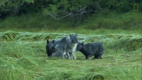 Wolfpack gif created from youtube Therian Gif, Cenozoic Survival, Captain Fordo, Wolf Gif, Gif Banners, Baby Wolves, Wolf Hybrid, Wolf Wallpaper, Wolf Love