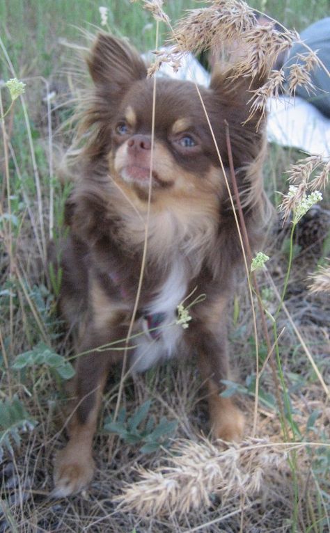 Will x Raisin, Frida all grown up. chocolate and tan longcoat chihuahua Longhair Chihuahua, Blue Chihuahua, Worlds Cutest Animals, Brown Chihuahua, Chi Chi's, Baby Chihuahua, Chihuahua Mom, Bulldog Francese, Teacup Chihuahua