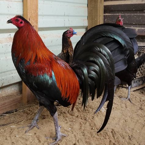 Instagram post by Jose Herrera • Jan 13, 2018 at 1:39am UTC Game Fowl Breeds, Rooster Breeds, Game Fowl, Chicken Pictures, Fancy Chickens, Chicken Farming, Beautiful Chickens, Female Vampire, Rooster Art