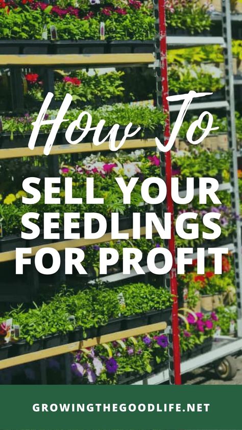 The words, "How to Sell Your Seedlings for Profit" in front of a massive rack containing trays of seedlings. Seedlings Indoors Starting, Seed Starting Indoors Diy, Seed Starting Calendar, Seed Starting Containers, Selling Plants, Seed Starting Soil, Growing Seedlings, August Garden, Seedlings Indoors