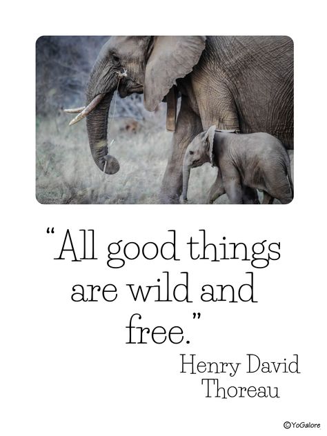 Wildlife Conservation Quotes, Safari Quotes, Conservation Quotes, Teamwork Quotes For Work, Wildlife Quotes, Teamwork Quotes Motivational, Missing Family Quotes, Posters With Quotes, Leadership Quotes Work