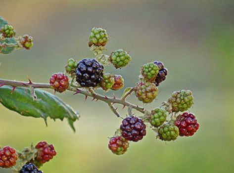 Blackberry Plants: How to Grow and Propagate | Dengarden Best Plants For Home, Blackberry Plants, Growing Blackberries, Plants For Home, Plants Home, Wireless Home Security Systems, Wireless Home Security, Best Plants, Grow Plants