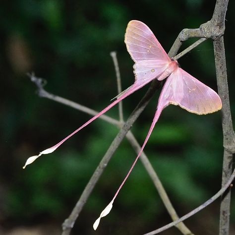 Pink silk moth (Eudaemonia argus). Native to africa. Spongy Moth, Pink Silk Moth, Moth Aesthetic, Beautiful Moths, Silk Moth, Cute Bugs, Pink Moth, Mantis Religiosa, Cute Moth