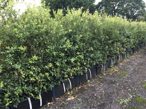 Holm Oak Instant Hedge - Quercus ilex mature hedging | Practicality Brown Holm Oak, Ancient Names, Dark Red Brown, Evergreen Trees, Air Pollution, Oak Tree, Hedges, Pollution, Trees To Plant