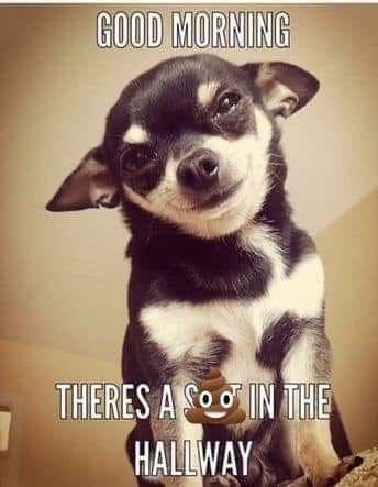 Funny Chihuahua Pictures, Lou Dog, Chihuahua Quotes, Chihuahua Funny, Funny Dog Memes, Cute Chihuahua, Chihuahua Love, Dog People, Funny Dog Pictures