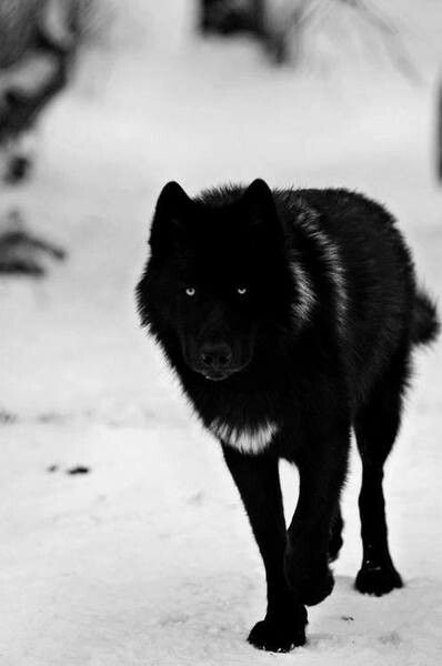 Black wolf white snow Wolf Core, Wolf Hybrid, Wolf Love, Wolf Pictures, Beautiful Wolves, Wolf Spirit, Bad Wolf, Wild Dogs, Black Wolf