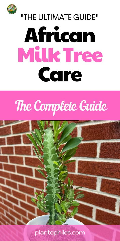 Explore ideal conditions, watering techniques, and more in our comprehensive guide. Join us in becoming African Milk Tree care experts! African Milk Tree Care: The Complete Guide | How to Care for African Milk Tree IG Photo by: plant_kiss African Milk Tree, Milk Plant, Blooming Succulents, Plants Are Friends, Plant Therapy, Garden Help, Tree Care, Desert Plants, Plant Mom