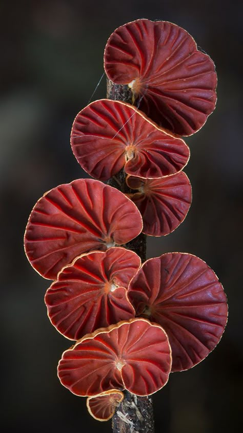 Organic Shapes In Nature, Mushroom Pictures, Plant Fungus, Mushroom Fungi, Organic Pattern, Airbrush Art, Wild Mushrooms, Mushroom Art, Natural Forms