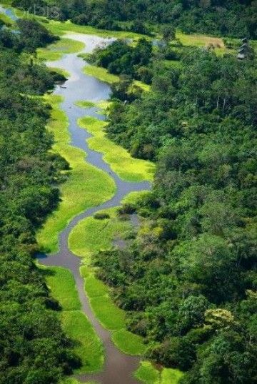 imagenes de la selva amazonica colombiana Peru Jungle, Peru Amazon, Rainforest Ecosystem, Travel Peru, Amazon Jungle, Amazon River, Amazon Rainforest, Tropical Rainforest, Birds Eye View