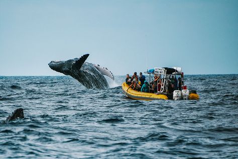 Whale Watching Maui Tours: Voted #1 on Trip Advisor - Close Encounters! Hawaii Whale Watching, Whale Watching Aesthetic, Whale Watching Maui, Maui Tours, Maui Snorkeling, Maui Vacation, Okinawa Japan, Snorkeling Gear, Charter Boat