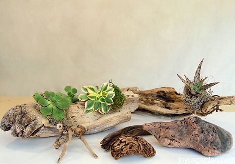 Air Plants Diy, Driftwood Planters, Wood Succulent Planter, Succulent Display, Succulent Planter Diy, Driftwood Diy, Buy Succulents, Succulent Cuttings, Succulent Centerpieces