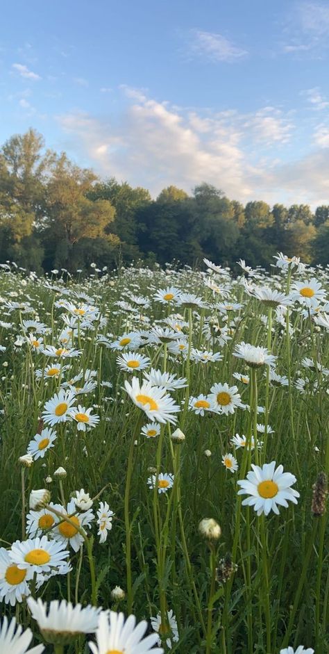 Daisy Wallpaper, Wallpaper Iphone Summer, Sky Photography Nature, Flowers Photography Wallpaper, Pretty Landscapes, Spring Wallpaper, Photography Wallpaper, Alam Yang Indah, Pretty Wallpapers Backgrounds