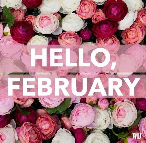 Multi Rose Hello February flower rose pink rose white rose february february quotes hello february February New Month, Monthly Greetings, Quotes For Me, Hello February Quotes, February Images, Welcome February, February Quotes, New Month Quotes, February Wallpaper