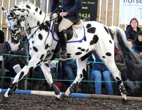 Appy indian horse Appaloosa horse equine native american pony leopard blanket spotted snow cap Spotted Horse, Leopard Appaloosa, Warmblood Horses, Horse Colors, English Riding, Appaloosa Horses, Sport Horse, I Love Horses, Horse Trailer