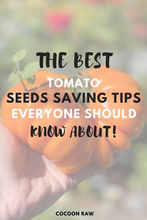 Type Of Tomatoes, How To Ripen Tomatoes, Save Tomato Seeds, Saving Tomato Seeds, Year Checklist, Heirloom Tomato Seeds, Big Tomato, Types Of Tomatoes, Healthy Seeds