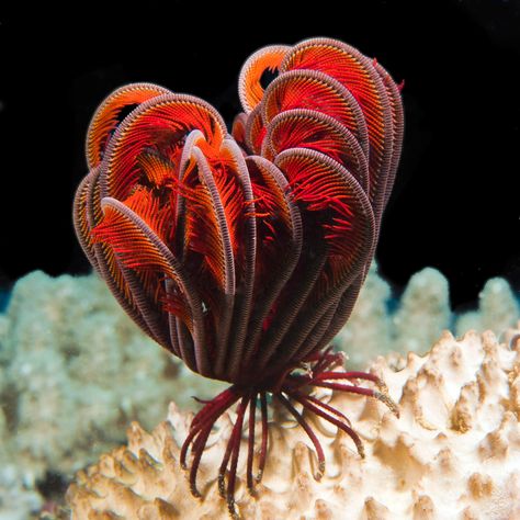 Feather Star, Beautiful Sea Creatures, Marine Fish, The Coral, Pretty Animals, Sea Star, Sea Lion, Ocean Creatures, Macro Lens