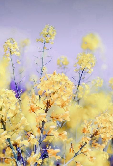 Lavender Yellow Aesthetic, Honey And Lavender Aesthetic, Pastel Purple And Yellow Aesthetic, Lavender And Yellow Aesthetic, Halloween Background Aesthetic, Yellow And White Aesthetic, Yellow And Purple Aesthetic, Purple Yellow Aesthetic, Yellow Purple Aesthetic