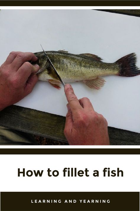 Learn to fillet a fish from this super helpful tutorial. #fish #fishfillet #fishfilet #filet #howto #diy #natural #homesteading How To Filet Fish, How To Fillet A Fish, Fileting Fish, Filleting Fish, Wild Mushroom Recipes, Preparedness Ideas, Fish School, Cook Fish, Scratch Cooking