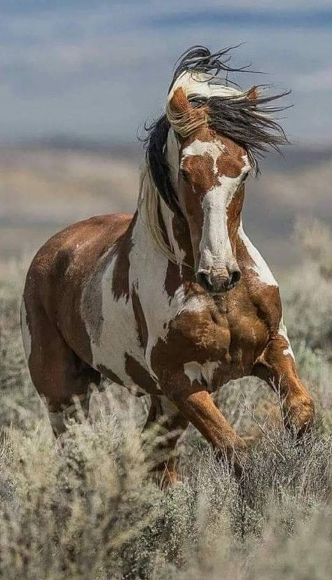 Wild Horse Pictures, Wild Horses Mustangs, American Paint Horse, Beautiful Horse Pictures, Pinto Horse, Mustang Horse, Paint Horse, Most Beautiful Horses, Majestic Horse