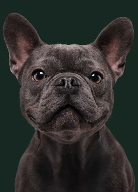 Black Puppies, Big Dogs Breeds, Biggest Dog In The World, Biggest Dog, Cute Fluffy Dogs, Cute Teacup Puppies, French Bulldog Art, Ugly Dogs, French Dogs