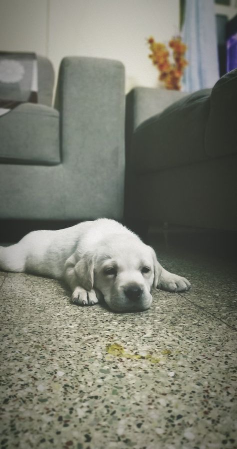 #puppy #lab #india #cuteness #furball #baby Labra Dog, English Labrador, Dog Pic, Lab Dog, Dog Baby, Lab Dogs, Baby Dogs, Labrador Retriever, Labrador