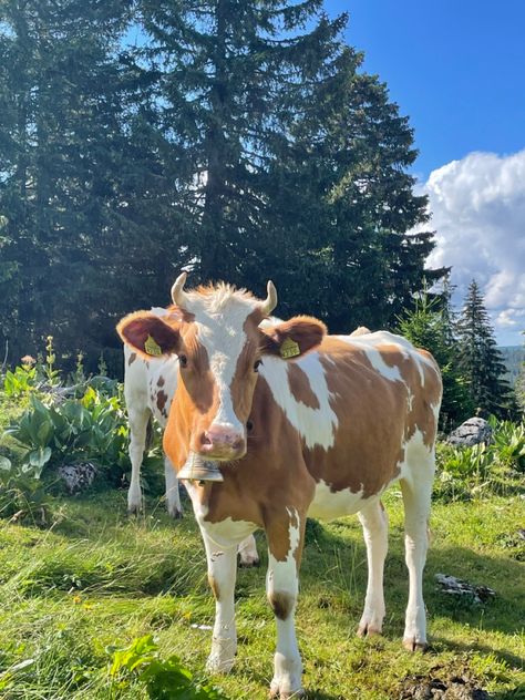 Aesthetic Cow, Aesthetic Cows, Cute Cows Aesthetic, Fluffy Cow, Cattle Aesthetic, Cows Aesthetic, Cute Cow, Aesthetic Cow Pictures, Cow Aesthetic