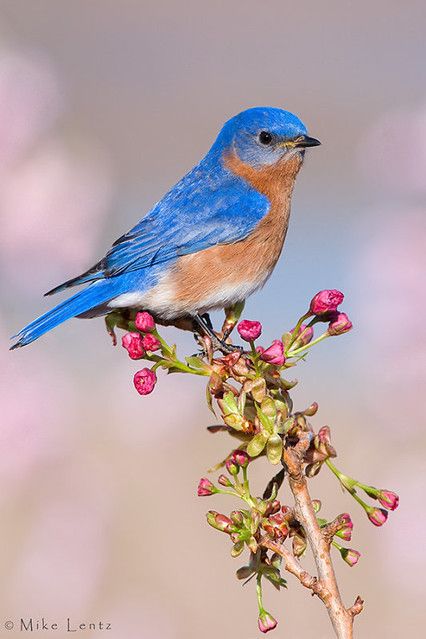 Bird Painting Acrylic, The Thorn Birds, Blue Bird Art, Bird Barn, Eastern Bluebird, Animal Illustration Art, Artistic Pictures, Blue Birds, Bird Pictures