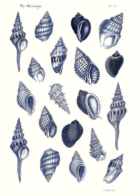 Blue Shells Wallpaper, Mamma Mia Poster, Coastal Posters, Shell Wallpaper, Shell Tattoo, Shell Tattoos, Beach Wall Collage, Coastal Room, Bedroom Wall Collage