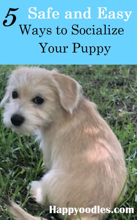 Mini Goldendoodles, Animal Tips, Mini Aussies, Dog Biting Training, Puppy Tips, Puppy Socialization, Pet Things, Puppies Tips, Cutest Puppies